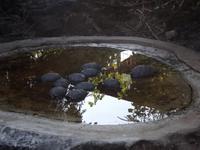 Santa Cruz: Schildkröte