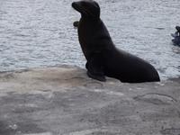 Insel Floreana: Seelöwe