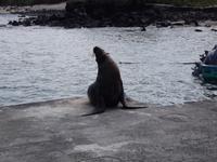 Insel Floreana: Seelöwe