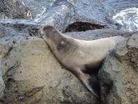 Insel Floreana: Seelöwe