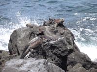 Insel Floreana: Meerechsen