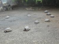 Santa Cruz: Schildkröten