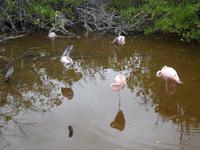 Santa Cruz: Flamingo-Bucht
