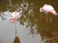 Santa Cruz: Flamingo-Bucht