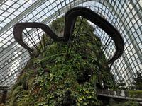 Singapur - Gardens by the Bay - Cloud Forest