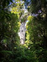 Tane Mahuta