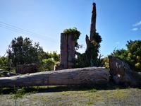 Ausflug zum Cape Reinga - Kauri Galerie