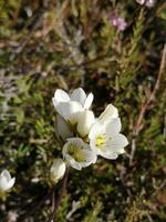 Tongariro Nationalpark - Wanderung