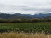 Auf dem Weg nach Motueka - Blenheim - Weinanbau