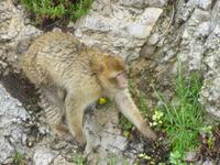 Gibraltar Berberaffe