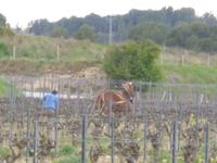 Cordoniu Weinanbaugebiet