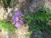 Donana (12)