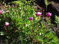 Castano del Robledo (12)