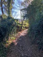 Castano del Robledo (19)