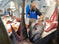 Cadiz Markthalle Thunfisch und Schwertfisch