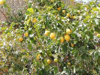 Fahrt durch Zitronenhaine