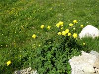 Trollblume am Berninapass