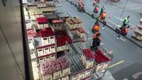 Viele Helfer arbeiten bei der Flora Holland