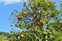 Neapolis (Antikes Syrakus) - Bitterorangen