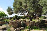 Agrigento - Griechische Anlage Agrigent