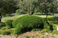 Agrigento - Griechische Anlage Agrigent