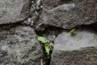 Carara Natiopnalpark  (1)