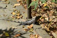 Carara Natiopnalpark  (8)