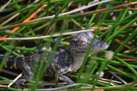 Everglades Miami (4)