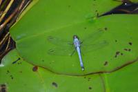 Everglades Miami (7)