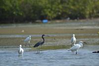 Kanufahrt durch Magroven - La Boquilla  (8)