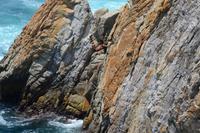 Klippenspringer Acapulco (13)