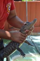 Miccosukee Indian Village Miami (14)