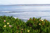 Monterey Bay (4)