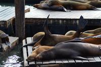 Pier 39 (6)