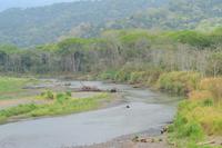 Tarcoles Fluss (2)