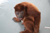 Zoo am Hafen Cartagena (2)