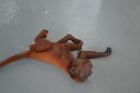 Zoo am Hafen Cartagena (3)