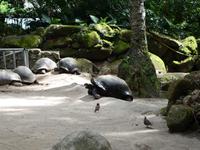 Führung mit Cyril durch die botanischen Garten in Mahe (2)