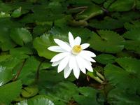 Führung mit Cyril durch die botanischen Garten in Mahe (5)