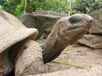 Schildkröte in Mahe, Seychellen