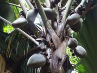 Nationalpark Valleé de Mai, Unesco-Weltkulturerbe auf Prasil Insel (3)