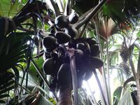 Nationalpark Valleé de Mai, Unesco-Weltkulturerbe auf Prasil Insel (5)