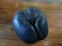 Nationalpark Valleé de Mai, Unesco-Weltkulturerbe auf Prasil Insel (8)