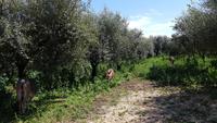 Olivenbäume bei der Ölmühle bei Nicotera 20190419 143032