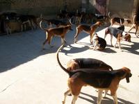 Hundemeute im Schloss Cheverny