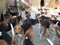 Hundemeute im Schloss Cheverny