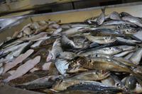 Fischmark Aveiro (1)