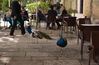 Castelo de São Jorge (10)