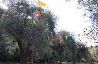 Olivengarten Cimiez, Nizza