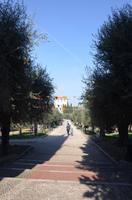 Olivengarten Cimiez, Nizza